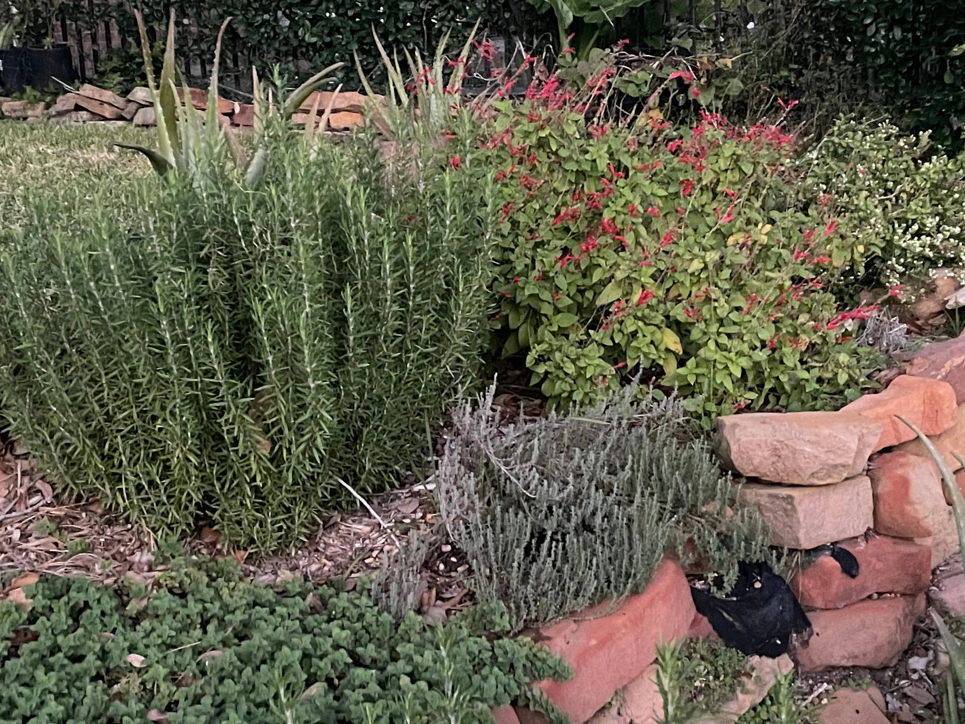 Herb garden with rosemary, aloe, sage, and blooming red flowers beside a stone border