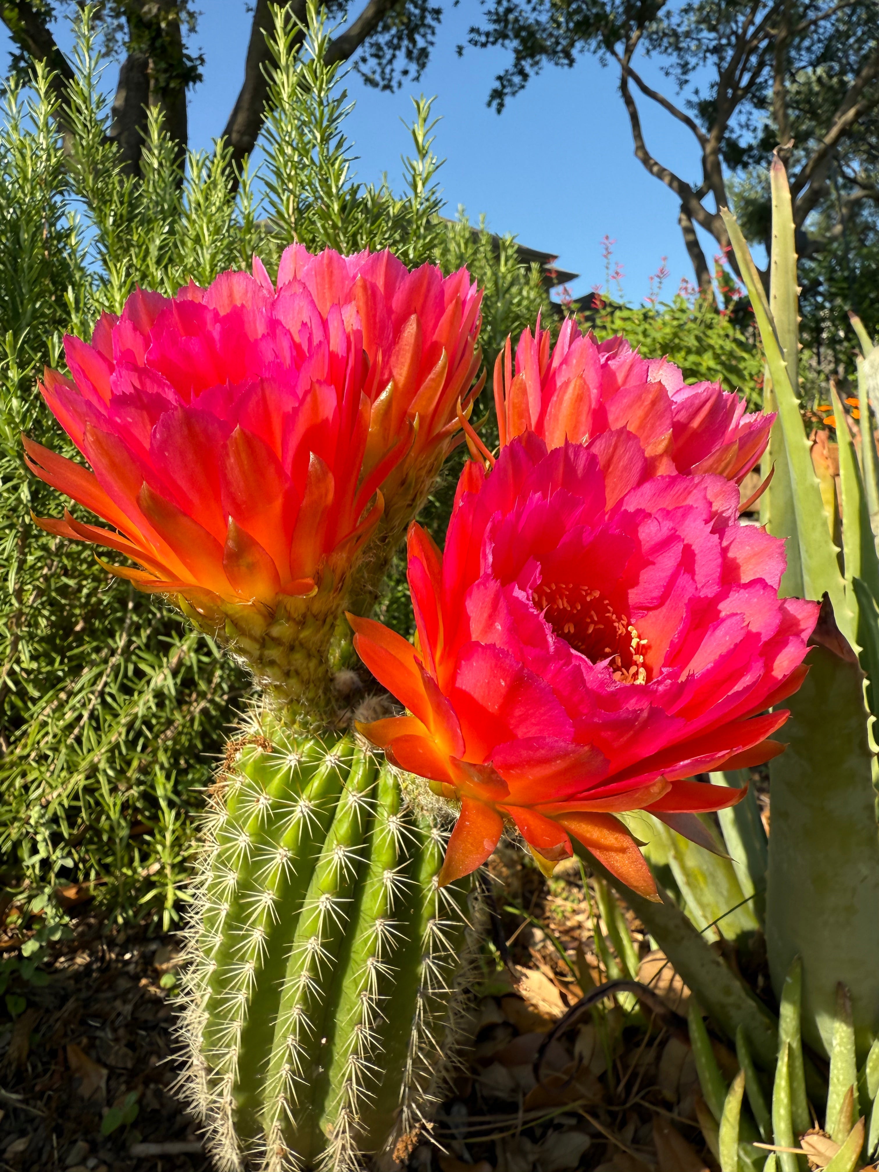 Two Cactus pink flowers