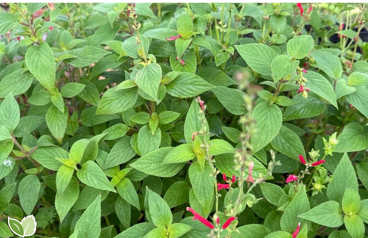 Energetic Herbalism
