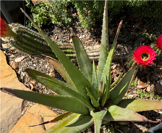 Natural Aloe Vera Lip Balm with Beeswax for the Winter  Season.