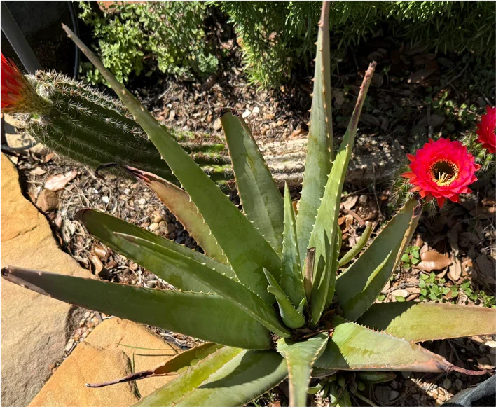 Healthy aloe vera plant with spiky green leaves, surrounded by rocks and red cactus flowers.