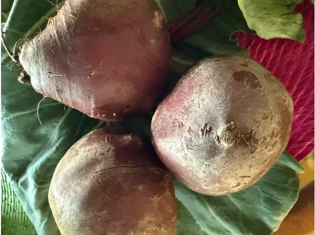 Fresh whole beets on green leafy background, root vegetables for natural cooking